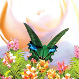 Image 03